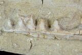 Bargain, Enchodus Jaw Section - Cretaceous Fanged Fish #88709-1